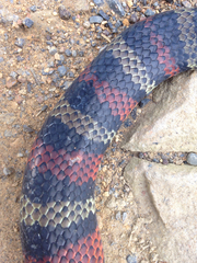 Lampropeltis micropholis