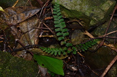 Adiantum diaphanum