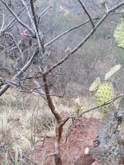 Bursera schlechtendalii