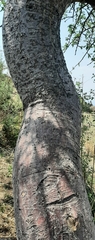 Bursera cuneata