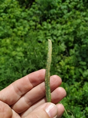 Puccinia sii-falcariae