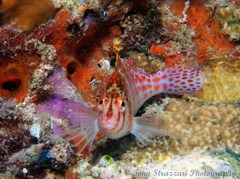 Cirrhitichthys falco