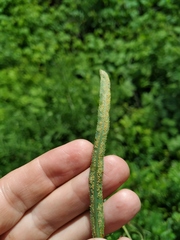 Puccinia sii-falcariae