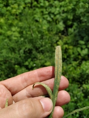 Puccinia sii-falcariae