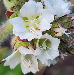 Sidalcea malachroides