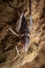 Talitropsis chopardi