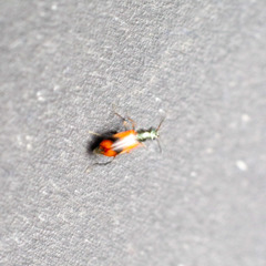 Anthocomus