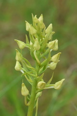 Platanthera chlorantha