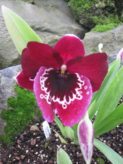 Miltoniopsis
