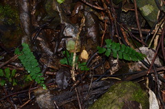 Adiantum diaphanum