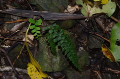 Adiantum diaphanum