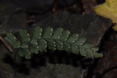 Adiantum diaphanum