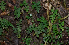 Adiantum diaphanum