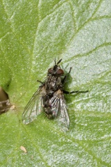 Phorocera