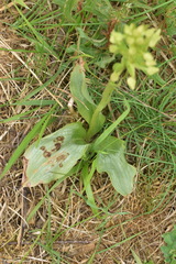 Platanthera chlorantha