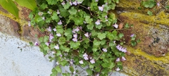 Cymbalaria muralis