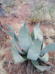 Agave potatorum