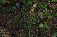 Adiantum diaphanum