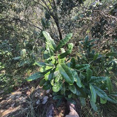Acridocarpus natalitius