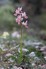 Orchis × colemanii