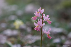 Orchis × colemanii