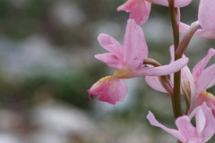 Orchis × colemanii