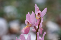 Orchis × colemanii