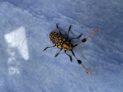 Aristobia approximator