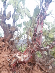 Bursera morelensis