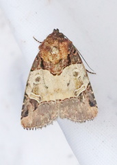 Hampsonodes melagona