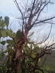 Bursera morelensis