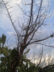 Bursera morelensis