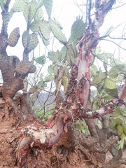 Bursera morelensis