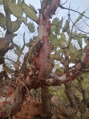 Bursera morelensis