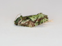 Sorolopha delochlora