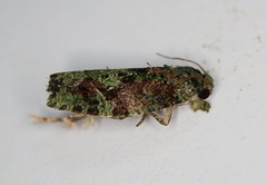 Sorolopha delochlora