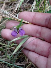 Collinsia concolor