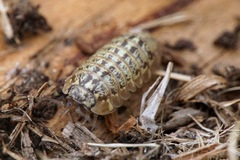 Armadillidium saxivagum