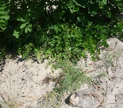 Rumex acetosella acetoselloides