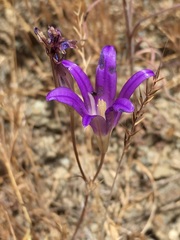 Brodiaea coronaria