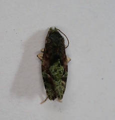 Sorolopha delochlora