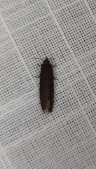 Cryptaspasma sordida
