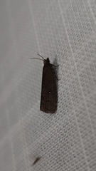 Cryptaspasma sordida