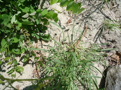 Rumex acetosella acetoselloides