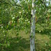 Betula utilis jacquemontii - Photo (c) anonymous,  זכויות יוצרים חלקיות (CC BY-SA)