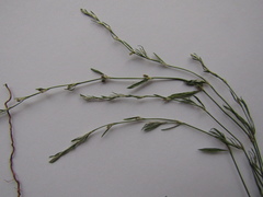 Polygonum patulum