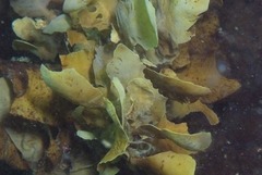 Sargassum incisifolium