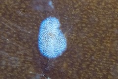 Membranipora rustica