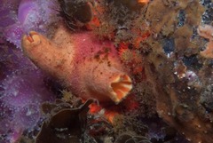 Ascidia incrassata