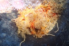 Cirriformia capensis